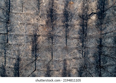 Burnt Trees After A Forest Fire, Aerial Top View Dead Black Forest After Fire, Zenithal View