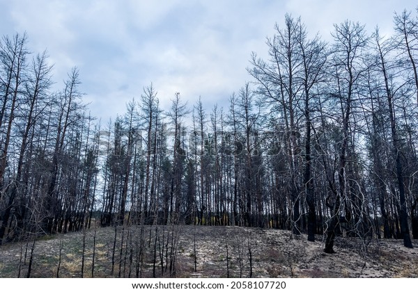 Burnt trees after a\
forest fire. burnt pine forest. view from a passing car. dead black\
forest after fire. 