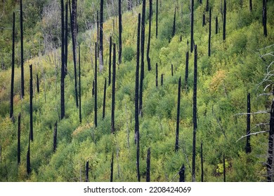 Burnt Trees From Eagle Creek Forest Fire And Contrasting Lush New Regrowth, Columbia River Gorge, Oregon