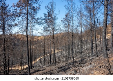 Burnt Trees In The Mediterranean Region. Environmental Disaster. Alanya Antalya Turkey.