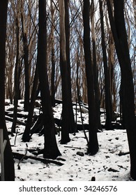 Burnt Trees In The Snow 5 Months After Black Saturday Bushfires