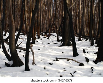 Burnt Trees In The Snow 5 Months After Black Saturday Bushfires