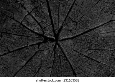 Burnt Weathered Cracked Stump 