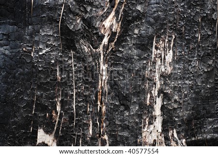 Similar – burnt tree bark after a forest fire