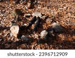 Burnt wood logs sit in a man made fire pit in a forest during late autumn. 