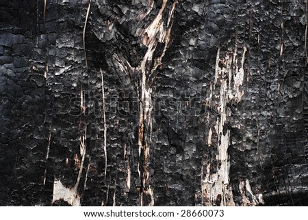 Similar – burnt tree bark after a forest fire