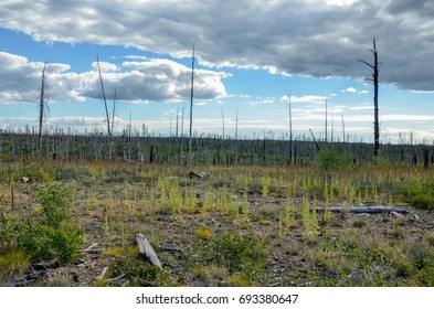 Burnt Wood And Young Coppice On Wild Fire Site In Kaibab National Forest
Grand Canyon Highway, Jacob Lake,  Cococino County, Arizona, USA