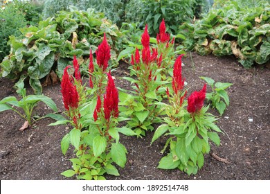 Burpee Celosia Arrabona Blooming In The Garden