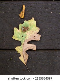 Burr Oak Leaf At Matthaei Botanical Gardens