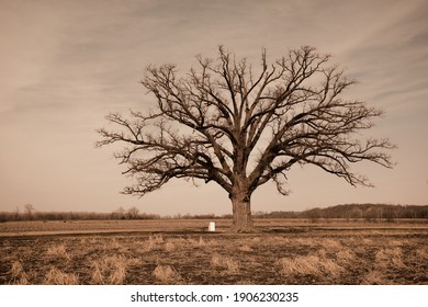 Burr Oak Tree Columbia Missouri Stock Photo 1906230235 | Shutterstock