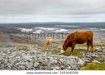 The Burren National Park Rocky Eroded Landscape with Cows and Grey Limestone in Ireland
