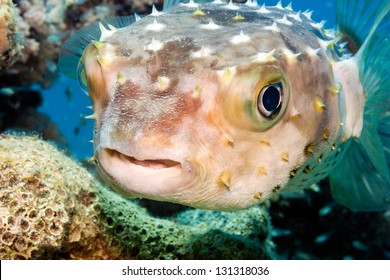 A Burrfish on a tropical coral reef