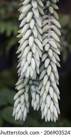 Burro Tail Or Donkey Tail Plant With Three Branches That Fall Down