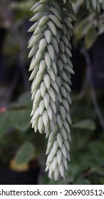 Burro's Tail Or Donkey Tail Plant With Two Branches That Fall Down