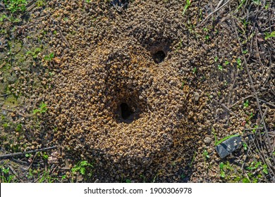 1,040 Burrowing bee Images, Stock Photos & Vectors | Shutterstock