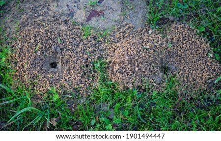 Burrow openings of two ground-nesting plasterer bees of the family Colletes. 
