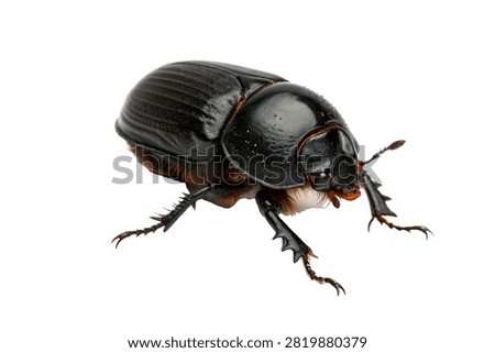 Burrowing Bug Rounded Glossy Black Body With Heav Isolated On White Background