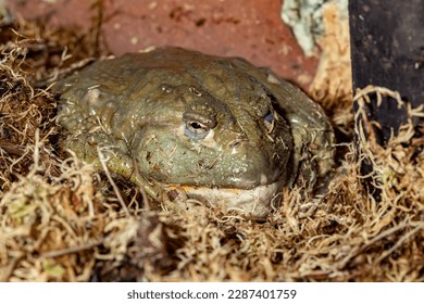 A burrowing frog. Speckled burrowing frog. African water carrier. Pyxicephalus adspersus. Close-up. - Powered by Shutterstock