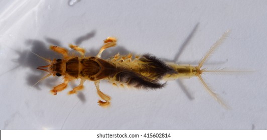 Burrowing Mayfly Nymph In Mississippi