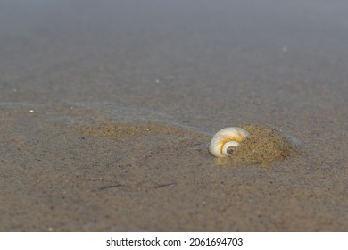 Burrowing Moon Snail During Low Tide, Crane Beach, North Shore Boston, Massachusetts