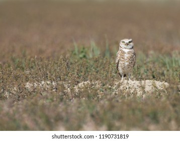 Burrowing Owl 1, Malheur National Wildlife Refuge, Oregon