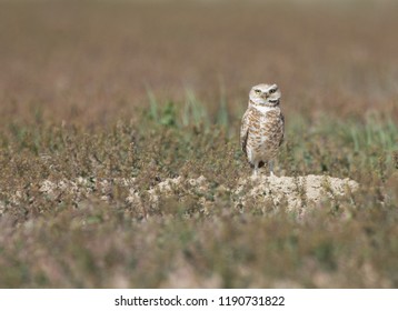 Burrowing Owl 2, Malheur National Wildlife Refuge, Oregon