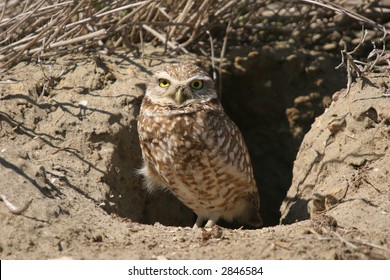 Burrowing Owl