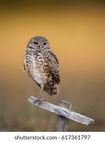 Burrowing Owl