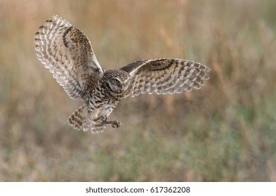 Burrowing Owl