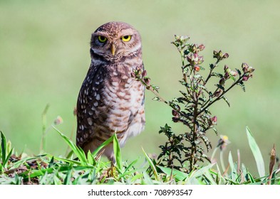 Burrowing Owl