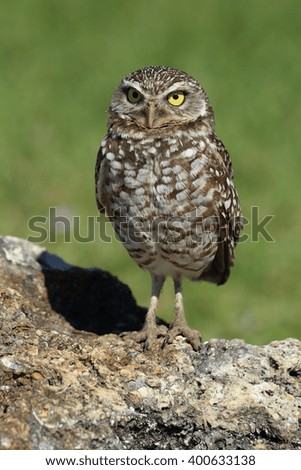 Similar – Image, Stock Photo Funny Burrowing owl Athene cunicularia