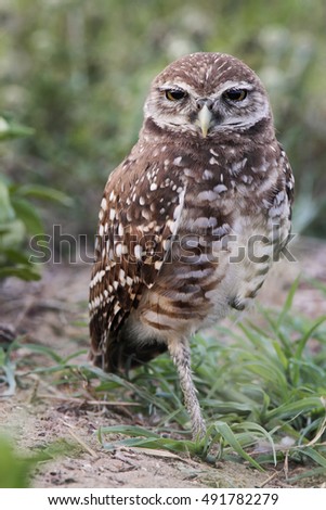 Similar – Image, Stock Photo Funny Burrowing owl Athene cunicularia