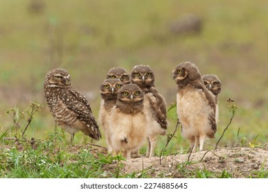 Burrowing owl (Athene cunicularia). One of the parents and the small chicks standing on the burrow in a field in the North Pantanal in Brazil  - Powered by Shutterstock