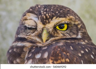 Burrowing Owl Blinking The Eye