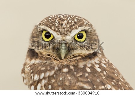 Burrowing Owl Close Up 