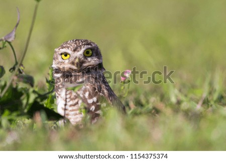 Similar – Image, Stock Photo Funny Burrowing owl Athene cunicularia