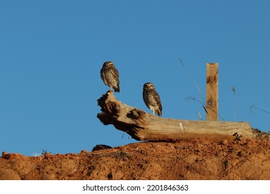 Burrowing Owl Couple Beautiful Family