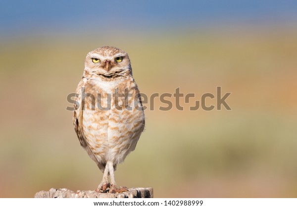 Burrowing Owl Crossed Legs Stock Photo 1402988999 Shutterstock