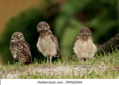 Burrowing owl family portrait