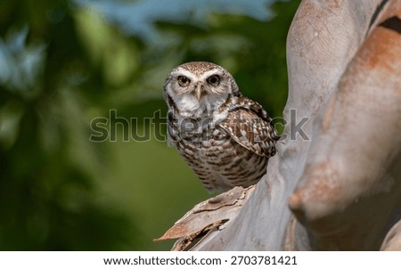 A burrowing owl in Florida 