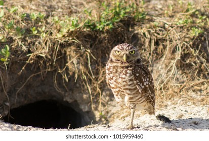 Burrowing Owl Guarding The Burrow