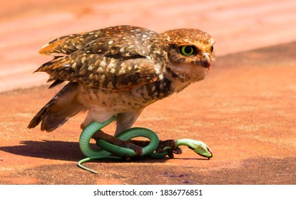 Burrowing Owl   her prey  the green snake
