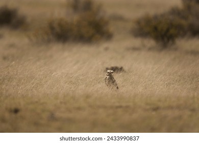 Burrowing owl is hiding in grass. Owl on peninsula Valdés. Owl who live in the burrow.  - Powered by Shutterstock