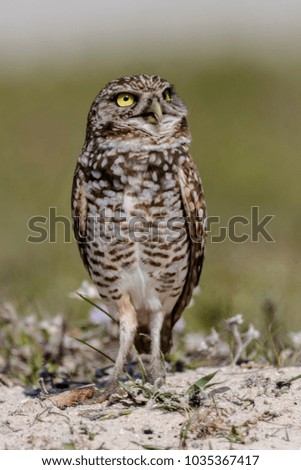 Similar – Image, Stock Photo Funny Burrowing owl Athene cunicularia