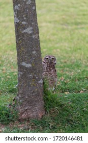 Burrowing owl looking at the camera