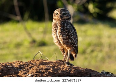 A Burrowing Owl or Luck owl on top of a termite mound. Species Athene Cunicularia. The big yellow eyes of american owl. Bird lover. Birdwatching. Birding. - Powered by Shutterstock