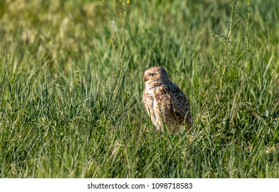 A Burrowing Owl At Nesting Site