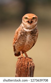 Burrowing Owl On Wood