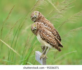 A Burrowing Owl pair.