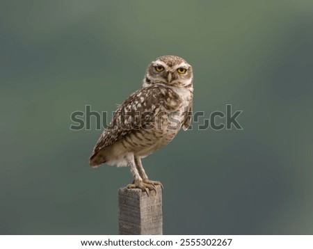 Similar – Image, Stock Photo Adult Burrowing owl Athene cunicularia